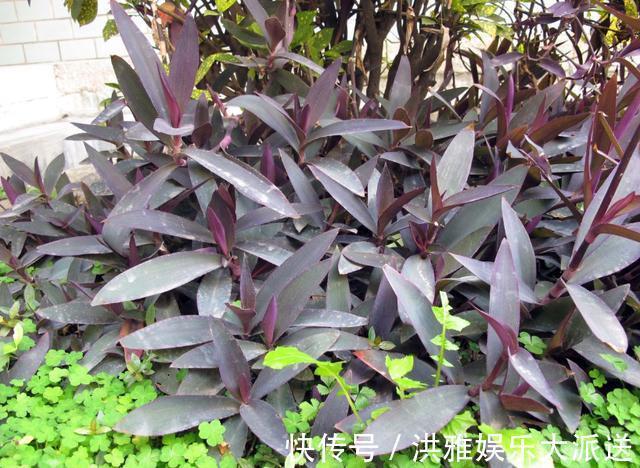 吊竹梅|3种吊兰别这么养,不然疯长爆芽,控制不住!