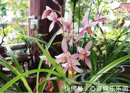 新芽|让“兰花”开爆盆记住几点,新芽冒得快,开花多,跟着学就行了