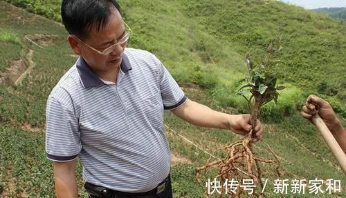 保溫杯|中醫建議：4種中藥泡水喝，50歲年齡30歲的身體，早知早受益！