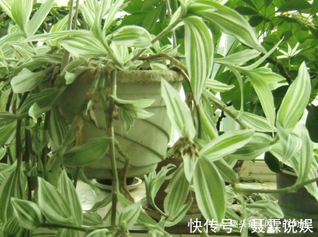 这三种绿植堪称植物界的吸油烟机,厨房放一盆,好看又健康