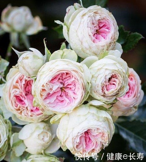 25个抗性超好的月季品种,又好养开花有多,新手好养适合盆栽!