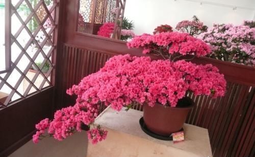 杜鹃花如何养?