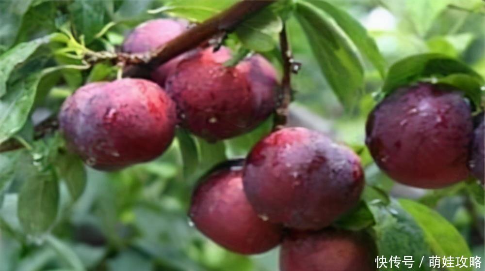 美容|女性养生,推荐3种食物,排毒瘦身,美容抗衰,消除脂肪