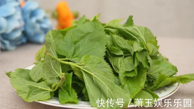 人到中年|人到中年，血液粘稠！用这叶子泡水喝，三高降了，眼睛也越来越亮