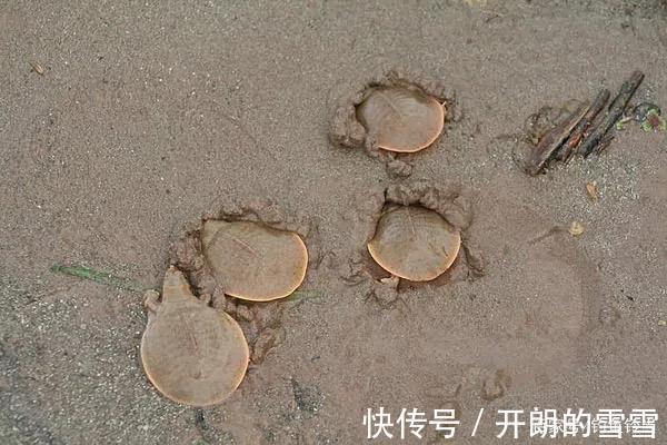 胆大包天，钓到鼋竟然敢网上公开叫卖！是钓鱼人的愚昧还是无知