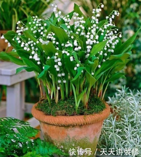 绿萝|13种耐阴花卉,光照不足也能生长旺盛,开花茂密