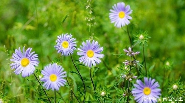 水葫芦|农村这5种野花太漂亮,能当美食能入药,农村孩子看看你还记得吗