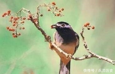 十二首描写鸟的古诗词,爱护鸟儿,更喜欢诗词