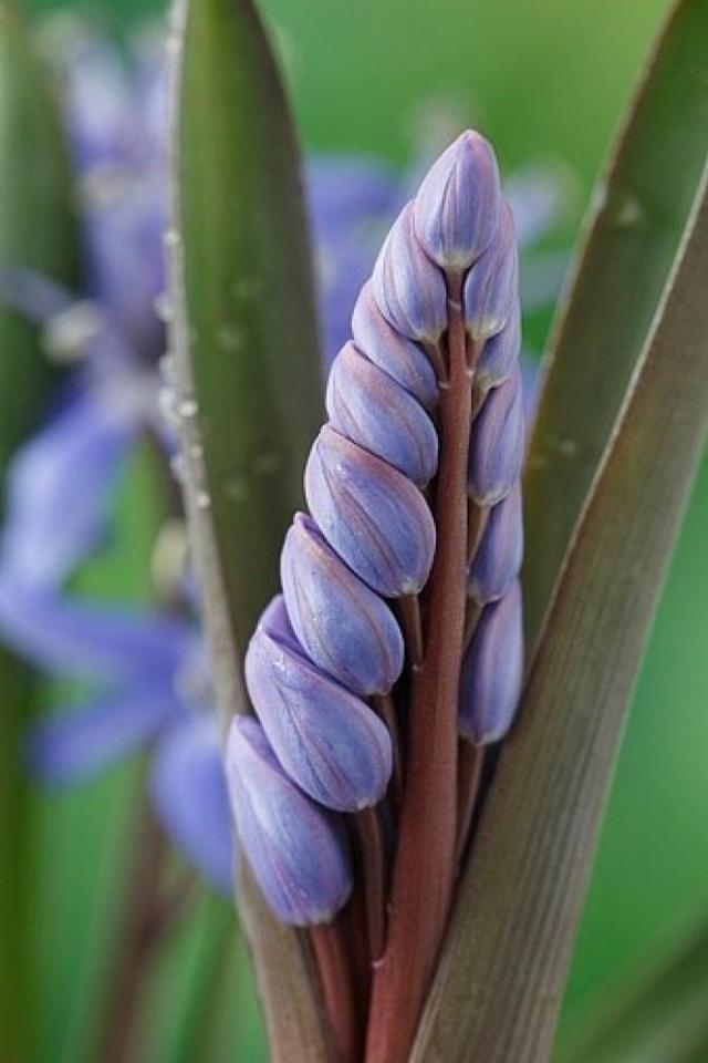 这野草看着像大蒜,其实价值更高,野生的不多见,人称“绵枣”