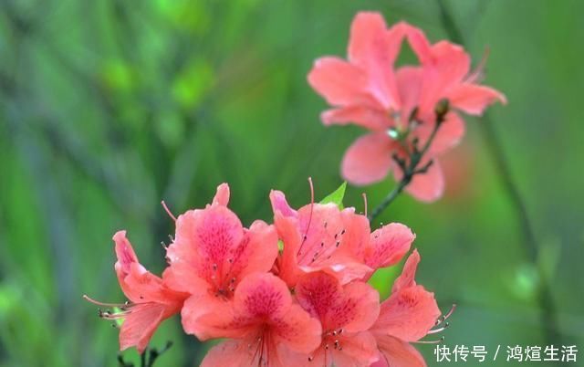 兰花|这3种花不好养,能养旺、开花的人,都是高手