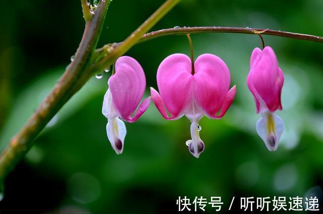 3种花适合家养,开花漂亮花香四溢,家里养一盆,四季都赏花不断