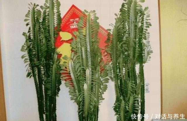 1种花,能养到2米高,人称“镇宅花”,养1盆寓意好,我就养了!
