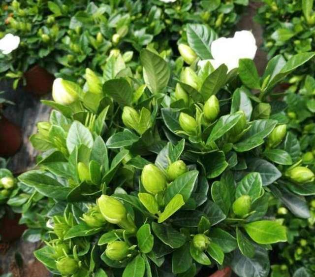 养护|秋天3种花,千万不要买,买了难养活,白白浪费钱