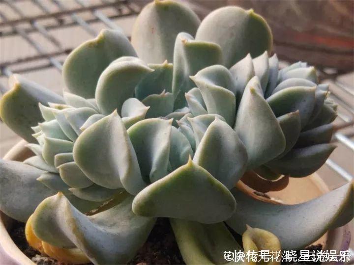 秋天买多肉,认准这点,长得胖嘟嘟窜出一圈小芽!