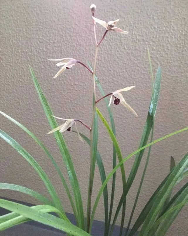 丸姬|日本寒兰欣赏