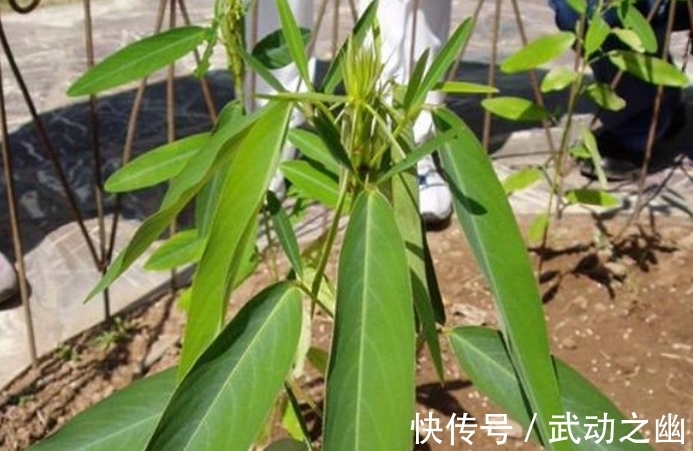 含羞草|这野草有魔力，人们见到就唱歌，俗称“求偶草”，大家认识吗？