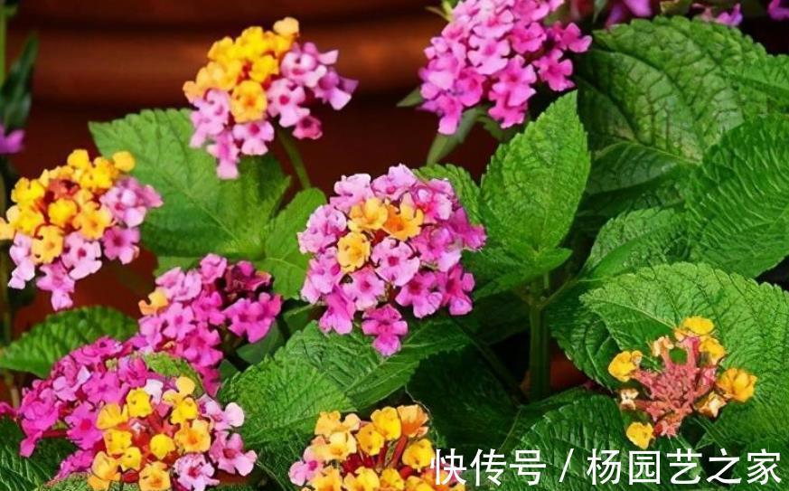 养花别大意,3种花对身心健康不利,再喜欢也别养,你养过几种?