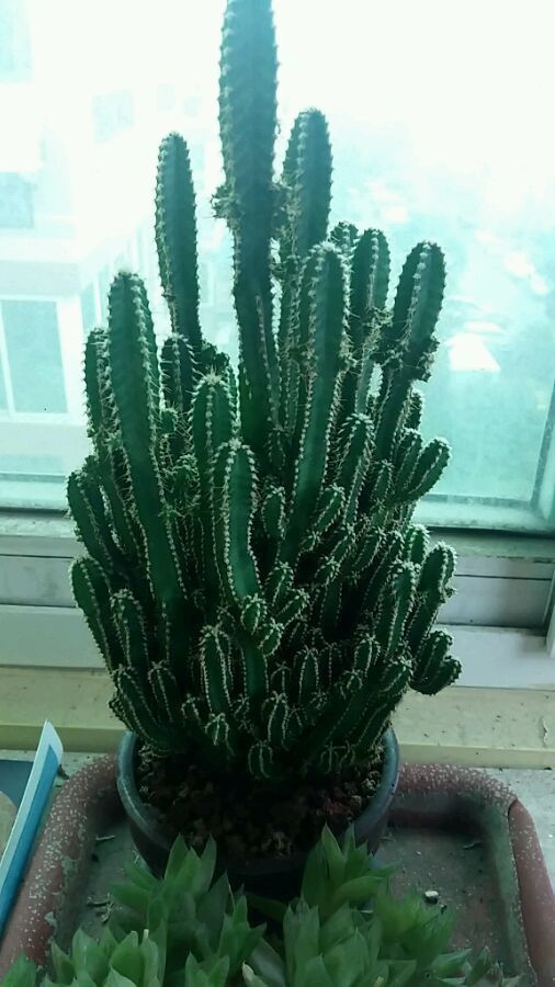喜欢菊花,不妨试试“优良玫瑰”甜蜜马车,花开爆盆,美艳优雅!