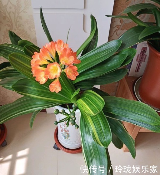 僵苗|君子兰僵苗、黄叶怎么办1个方法一次性解决,到了花期准时开花