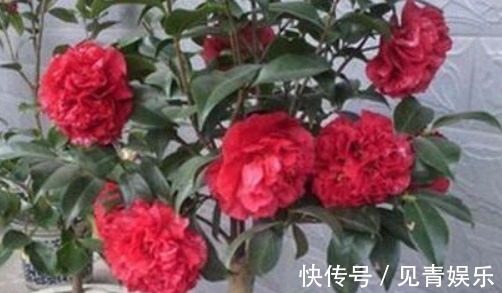 养花|什么淘米水、啤酒水都不如它,“一勺”养爆一盆花,就怕没见过