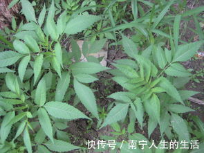 野草|农民从不碰的野草,却深受医生喜欢,人称“跟人走”,你认识吗
