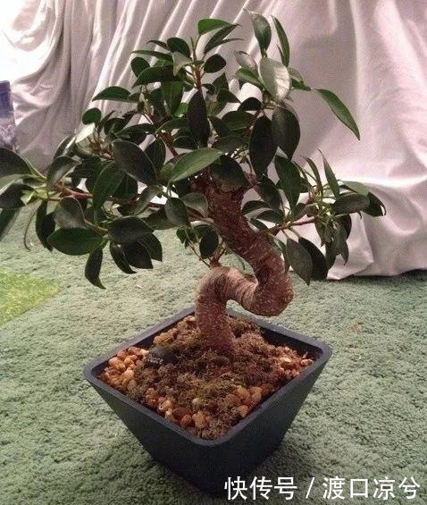 铁丝|养几年的盆景植物在早春的时候没有移栽,那真是亏大了!