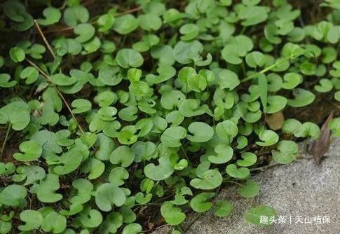 农村最“珍贵”的野草,被苗族人民奉为“神草”,是种不错的中药