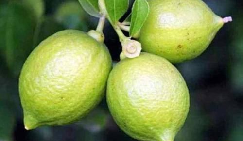 刮油清脂|人到中年,推荐多吃三种食物,保护细胞水分,延缓衰老,好吃不贵