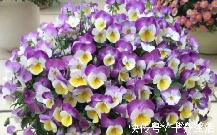 聪明人都养几种花，花大服盆快，沾点水就疯长，开花勤还爱爆盆