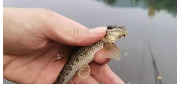 黑鱼|小鱼一闹就火冒三丈，庆幸老司机指点迷津，试过才知百用不厌