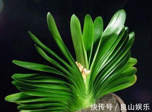 什么淘米水、啤酒水,都不如1勺溶液,家家都有,养啥旺啥