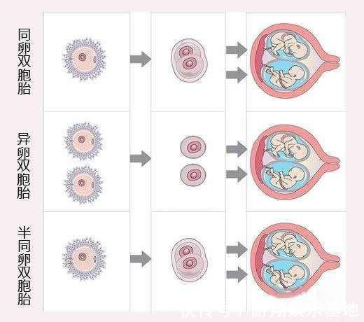 卵子|双胞胎长相差别大,爸爸去做了亲子鉴定,结论让全家炸锅了