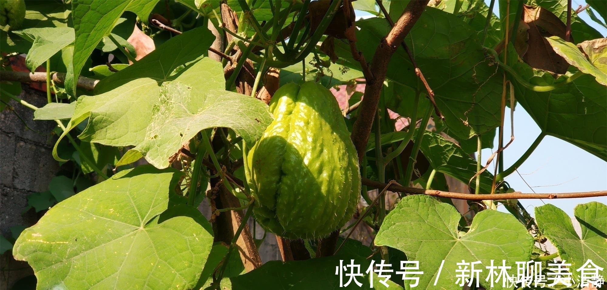支架|这瓜19世纪才传入我国，既是水果又是蔬菜，营养高，凉拌最好吃