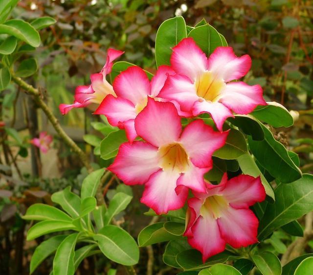 秋季|秋天养花，5买5不买，买错了浪费钱又闹心