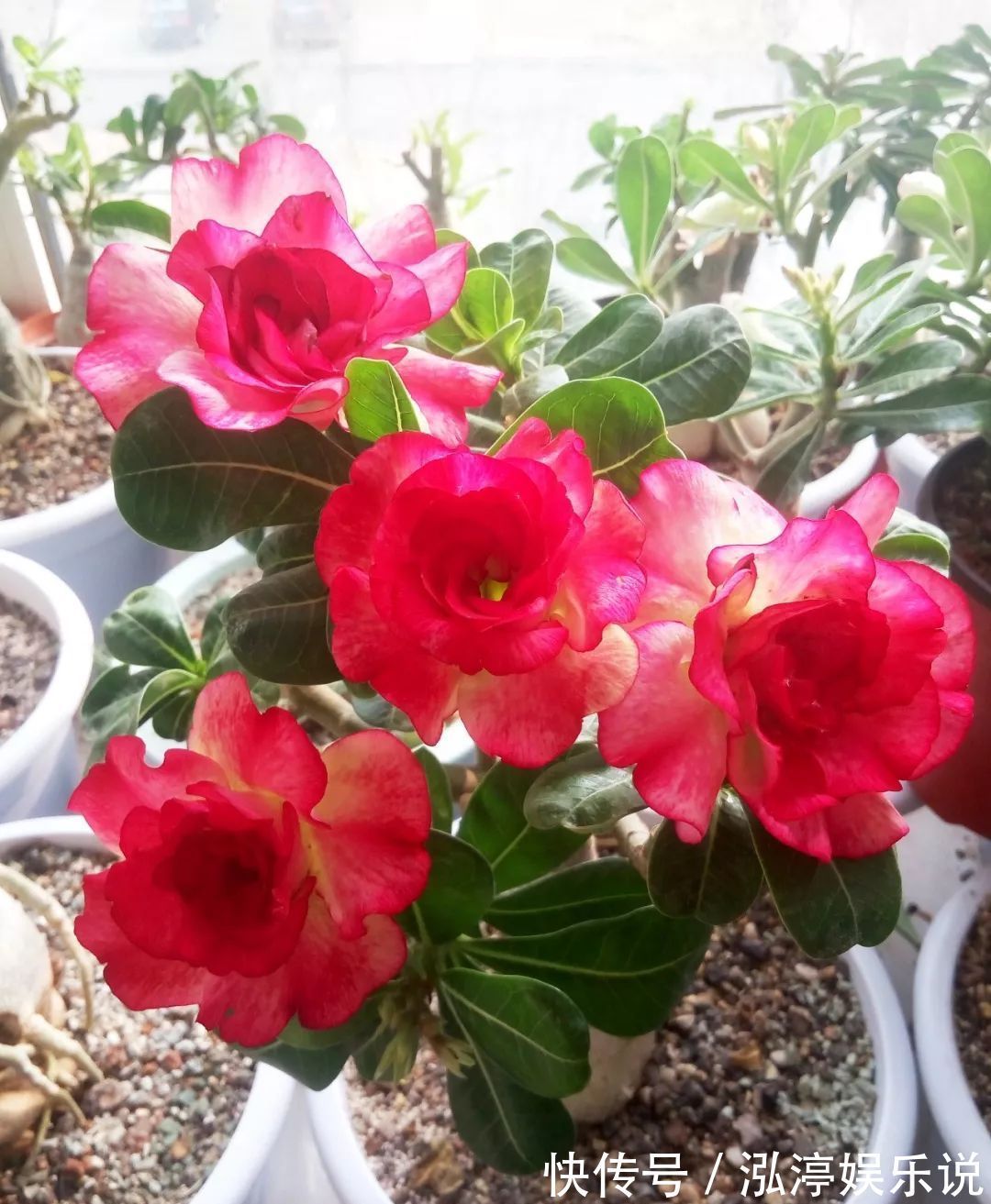 玫瑰花|沙漠玫瑰居然不是玫瑰花给沙漠玫瑰换个头，一株开花20朵，好看