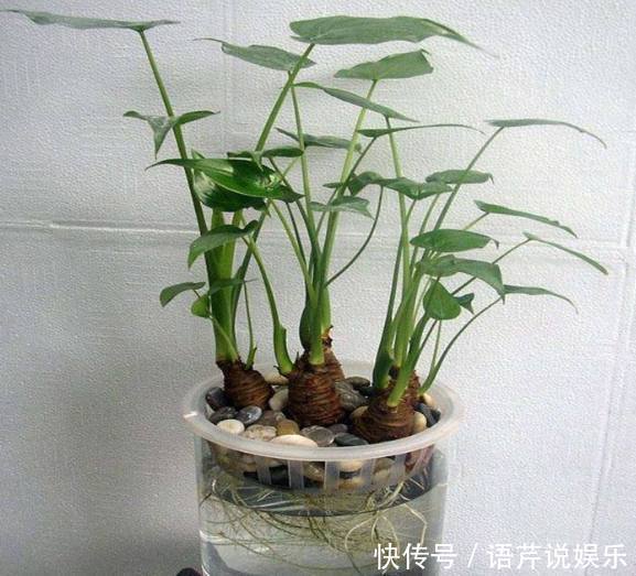 这种东西吃剩了不要扔,丢水里就能疯长,比滴水观音漂亮百倍