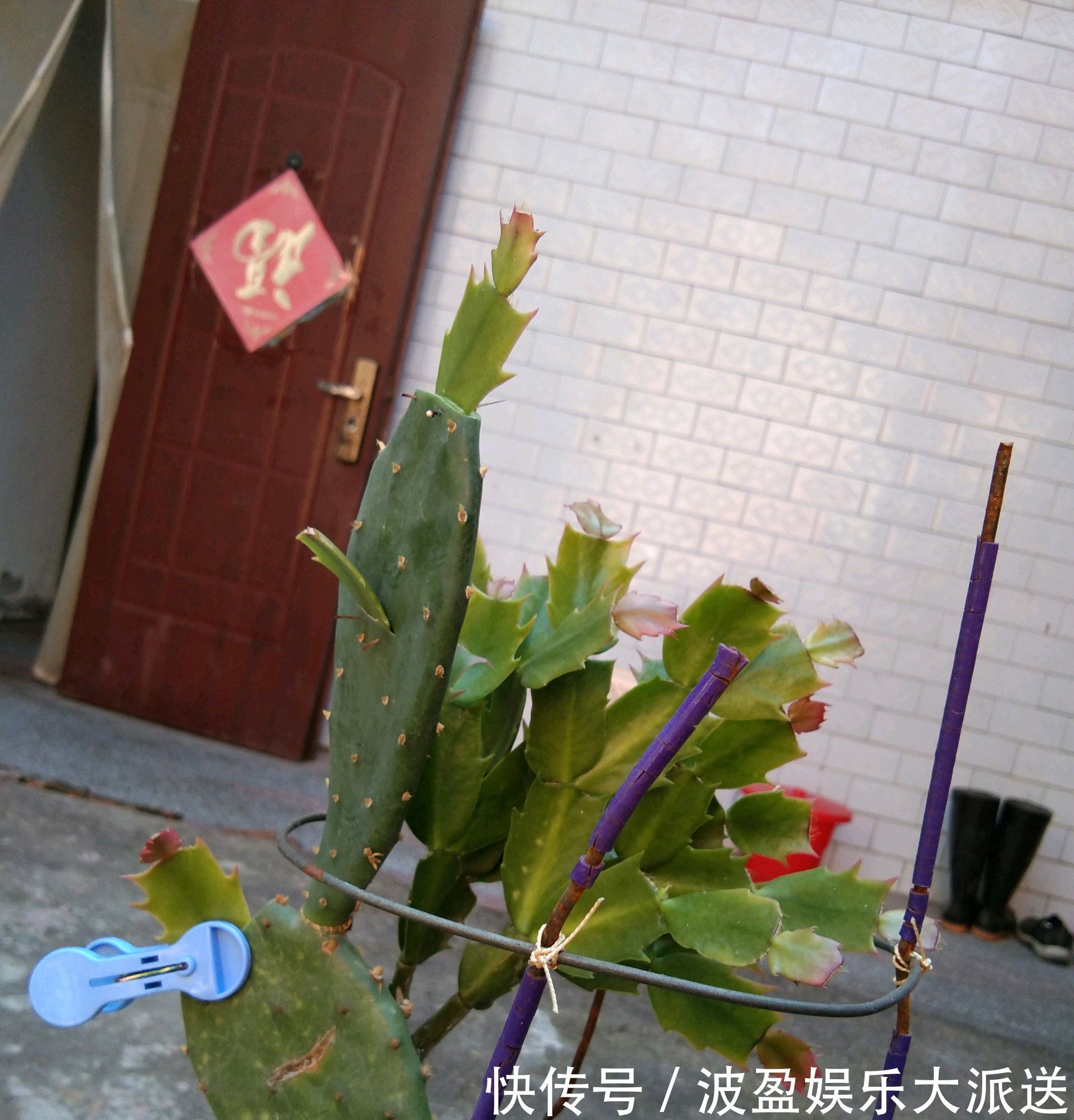 嫩叶|蟹爪兰在秋季什么时候摘嫩叶催花最好摘错嫩叶时机冬季难开花