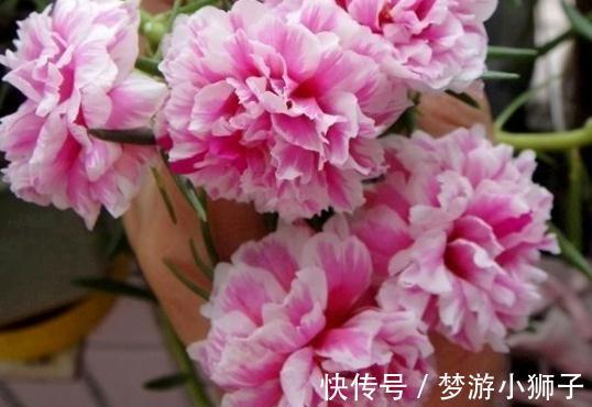 阳台上|六种简单的花,阳台不需要养太多花,室内就可以花香不断