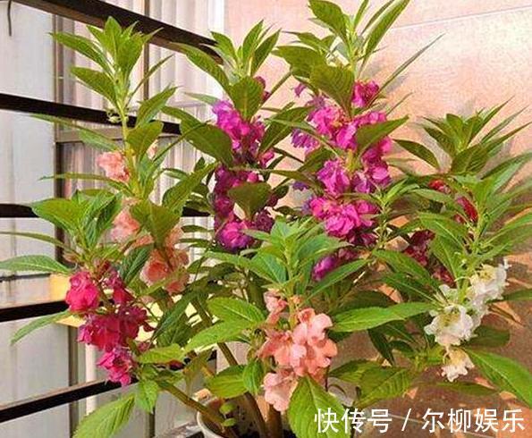 室内盆栽植物别随意,居家首选此3款,颜值高、于健康无害