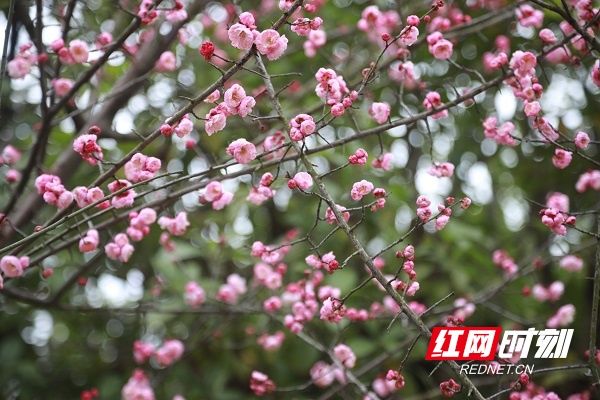 梅花|湖南新田：梅花盛开报春来（组图）