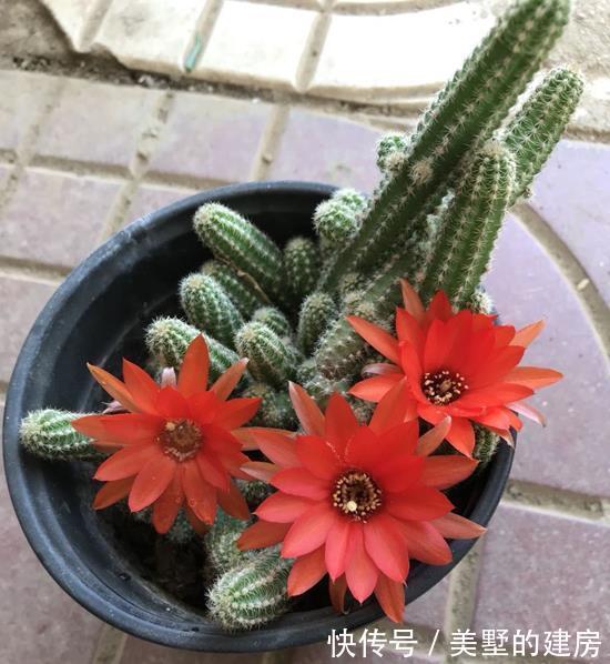 效果|仙人指的爆盆小窍门,爆满盆的效果真是好