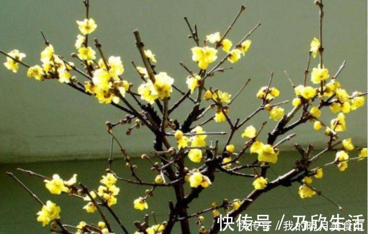 几款花卉最适合新手养殖，花大色艳，养在家中香飘满屋
