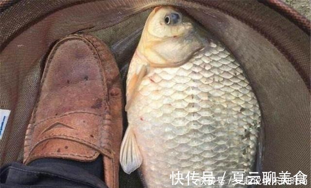 秋冬想钓大鲫鱼，没有给力的窝料怎么行，这个配方有奇效，别错过