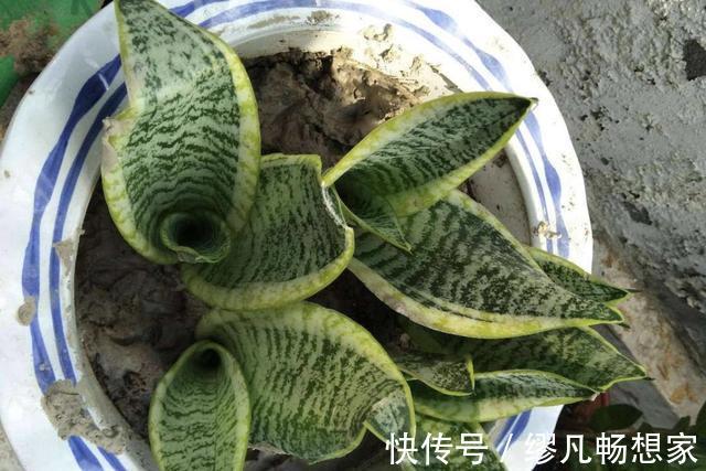 君子兰|虎皮兰、绿萝都喜欢“它”,花盆里“垫1块”,29天爆盆,旺盛!