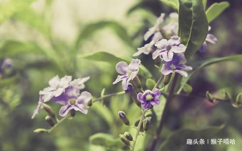 猴女|婚后更需要安全感，总是离不开丈夫半步，很粘人的四大生肖女