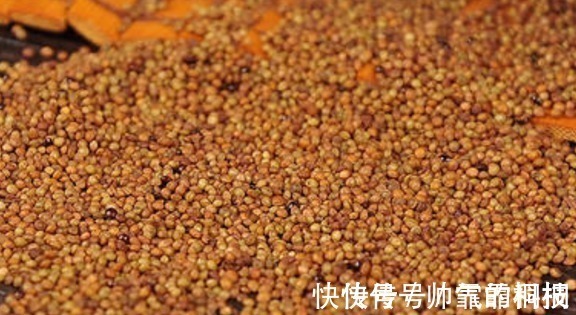 菟丝子|菟丝子作为一种中药材,功效作用竟然有十多种不止!在乡下到处有