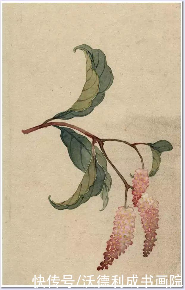 画菊|没骨百花图欣赏，美到骨子里