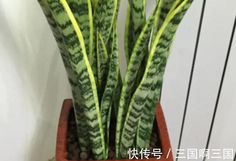 虎皮兰怎么养长得快又爆芽,掌握4个技巧易爆芽,半年长出一米高