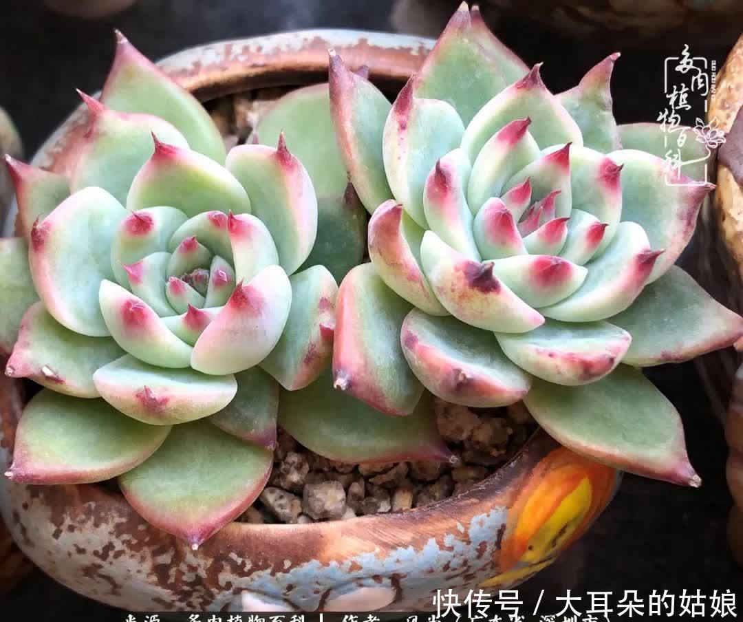 春风化雨,润物无声,爱上多肉,欲罢不能!