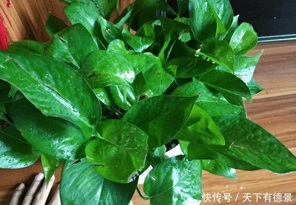 绿萝放在室内就能活,错,这些地方空着也不能放